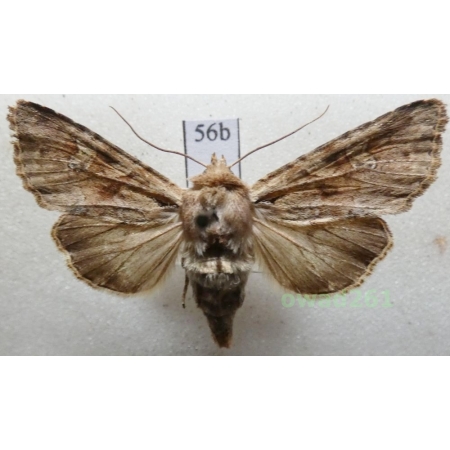 Apamea sordens (Hufnagel, 1766) Czech56b